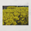 Suche nach forsythia postkarten Blume
