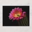 Suche nach blühender kaktus postkarten Sukkulent