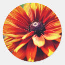 Suche nach orange auge aufkleber Blume
