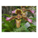 Suche nach orchideen dekoration poster Bunt