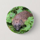 Suche nach igel buttons Natur