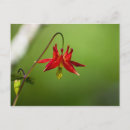 Suche nach spalten postkarten Blume