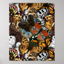 Suche nach schmetterlingsflügel poster Insekt