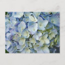 Suche nach hydrangea blumen postkarten Blau