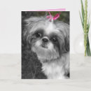 Suche nach shitzue karten Shih tzu