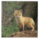 Suche nach bau fliesen Rotfuchs