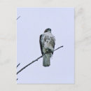 Suche nach roter schwanz poster Wild
