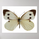 Suche nach lepidoptera poster Insekt