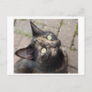 Suche nach torti postkarten Kalico