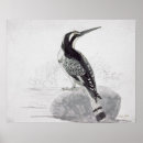Suche nach schwarz weiß vogel poster Vögel