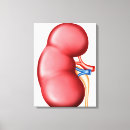 Suche nach anatomie leinwandbilder Farbbild