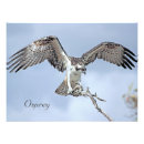 Suche nach osprey Raubvogel