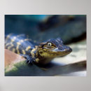 Suche nach niedliches golf poster Alligator