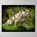 Suche nach wildkatzen poster Gepard
