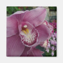 Suche nach lila orchidee magnete Blumenreich
