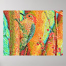 Suche nach specht kunst poster Natur
