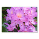 Suche nach blume fotodruck Natur