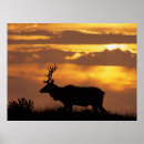 Suche nach geweih poster Cervus canadensis