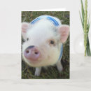 Suche nach niedliche schweine karten Tier