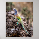 Suche nach lizards poster Regenbogen