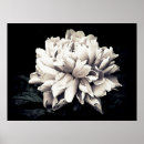 Suche nach black and white photography poster Flower