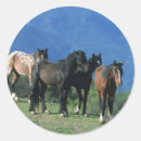 Suche nach wild mustang aufkleber Reiter