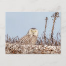 Suche nach schneeeule postkarten Vogelvogel