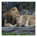 Suche nach lions poster Liebe