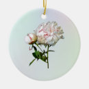 Suche nach pfingstrose ornamente Rosa
