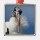 Suche nach vogelschmuck Foto