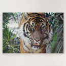 Suche nach bengalisch puzzle Wild