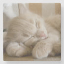 Suche nach babytier untersetzer Katze