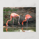 Suche nach karibischer flamingo poster Tierwelt