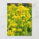 Suche nach canola Blume