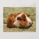 Suche nach guinea pig postkarten Schwein