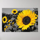 Suche nach gelbe wand poster Sonnenblume