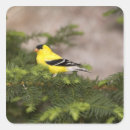 Suche nach goldfinches aufkleber Tierwelt