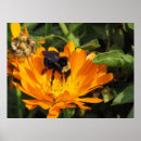 Suche nach gelbe schwarze biene poster Hummel