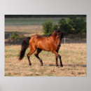 Suche nach araber poster Rasse