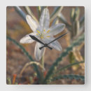 Suche nach wüste wanduhren Botanisch