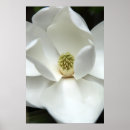 Suche nach magnolia poster Magnolien