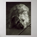 Suche nach ear poster Dog