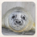 Suche nach pinniped Marinelife