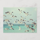 Suche nach vogel im flug postkarten Herde