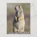 Suche nach wyoming postkarten Elizabeth boehm