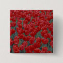 Suche nach rote tulpe buttons Natur