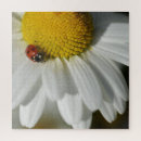 Suche nach marienkäfer puzzle Blume