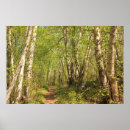 Suche nach birken poster Waldland
