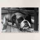 Suche nach boxer hund puzzle Kaninchen