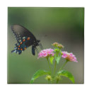 Suche nach wilde blumen fliesen Insekt